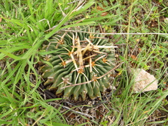 Echinofossulocactus obvallatus