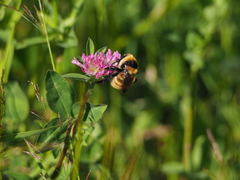 Bombus distinguendus