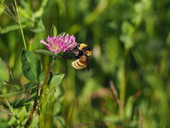 Bombus distinguendus