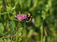 Bombus distinguendus