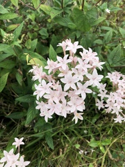 Pentas lanceolata