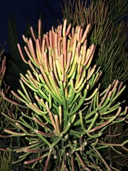 Euphorbia tirucalli