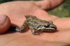 Lithobates maculatus