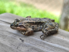 Leptodactylus melanonotus