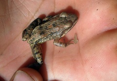 Lithobates maculatus