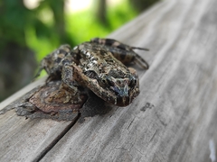 Leptodactylus melanonotus
