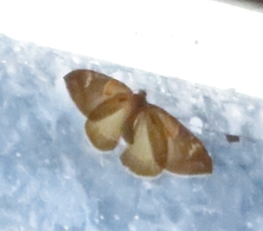 Eulithis pyropata