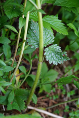 Lamium galeobdolon flavidum