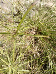 Cyperus hermaphroditus