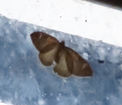 Eulithis pyropata