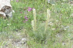 Pedicularis achilleifolia