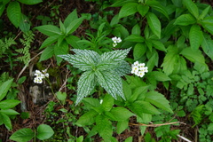 Lamium galeobdolon flavidum