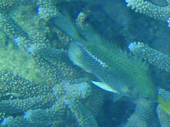 Amblyglyphidodon leucogaster