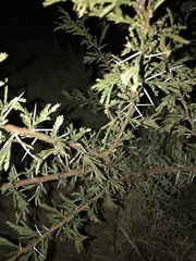 Vachellia karroo