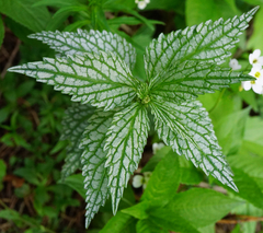 Lamium galeobdolon flavidum