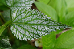 Lamium galeobdolon flavidum