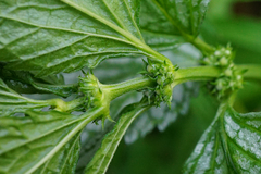 Lamium galeobdolon flavidum