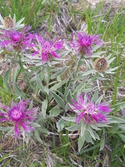 Centaurea uniflora