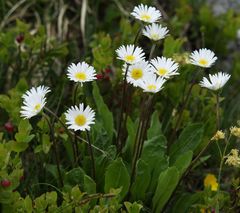 Aster bellidiastrum