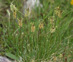 Plantago alpina