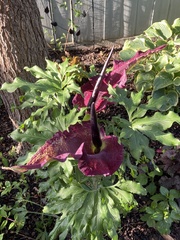Amorphophallus konjac