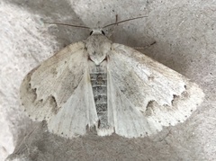 Acronicta innotata