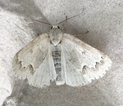 Acronicta innotata