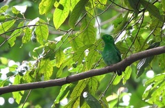 Calyptomena viridis