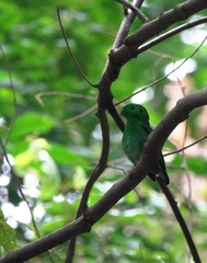 Calyptomena viridis