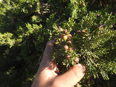 Juniperus turbinata