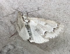 Acronicta innotata