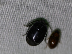 Sehirus cinctus albonotatus