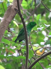 Calyptomena viridis