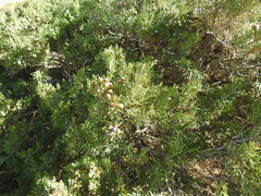 Juniperus turbinata