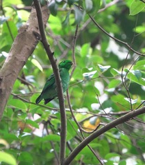 Calyptomena viridis