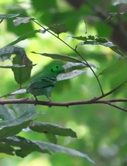 Calyptomena viridis