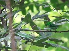 Calyptomena viridis