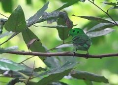 Calyptomena viridis