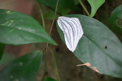 Acropteris rectinervata