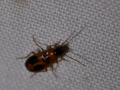 Badister neopulchellus