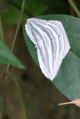 Acropteris rectinervata