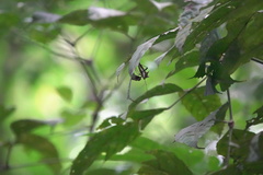 Aspilosterna albovittata