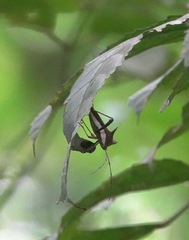 Aspilosterna albovittata