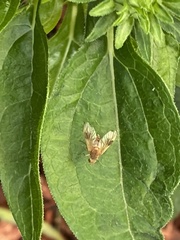 Chrysopilus quadratus