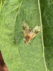 Chrysopilus quadratus