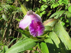 Sobralia rosea