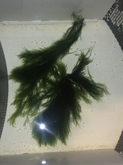 Cladophora rupestris