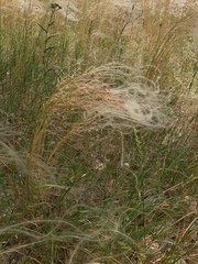 Stipa borysthenica