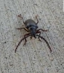 Prionus californicus