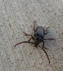 Prionus californicus